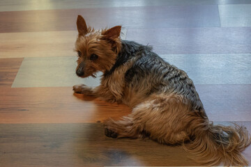 Pet dog lying on a shiny wooden laminate floor in a home