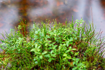 close-up of marsh plants, grass, moss, lichen, forest and marsh vegetation, rainy and cloudy day,