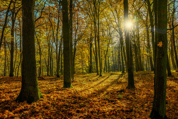 Polska złota jesień w lesie.