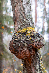 masers are growths of various shapes on tree trunks, a large maser on a birch trunk - obrazy, fototapety, plakaty