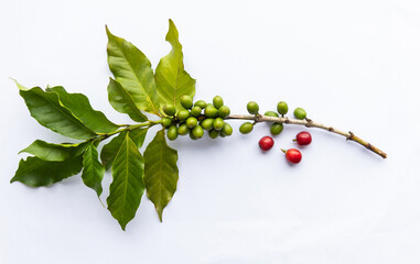 Coffee plant branch on white background