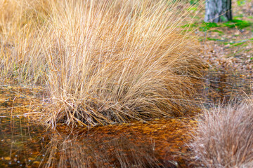 close-up of marsh plants, grass, moss, lichen, forest and marsh vegetation, rainy and cloudy day,