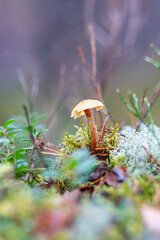 close-up of marsh plants, grass, moss, lichen, forest and marsh vegetation, rainy and cloudy day,