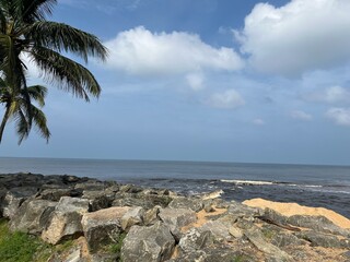 palm tree on the beach