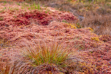 close-up of marsh plants, grass, moss, lichen, forest and marsh vegetation, rainy and cloudy day,
