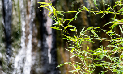 Background of green bamboo leaves