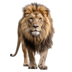 Lion Walking Front View Isolated on Transparent or White Background, PNG