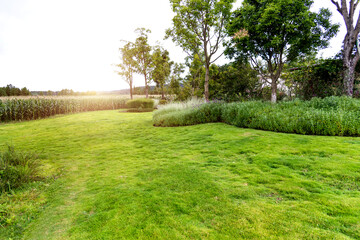 Obraz premium Background of trees and lawn