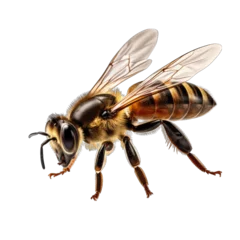 Fotobehang Honey Bee in Flight Isolated on Transparent or White Background, PNG © Custom Media