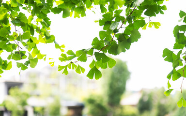 Background of ginkgo tree leaves