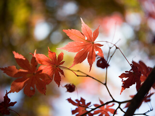 紅葉
