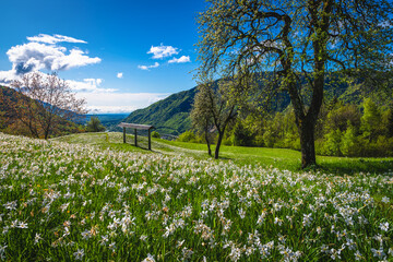 Blooming white daffodil flowers on the green glade in Slovenia