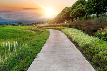 Fototapeta na wymiar The path through the rice fields