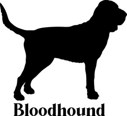 Bloodhound Dog silhouette dog breeds logo dog monogram logo dog face vector
