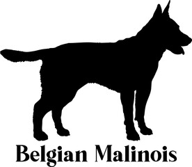 Belgian Malinois Dog silhouette dog breeds logo dog monogram logo dog face vector
