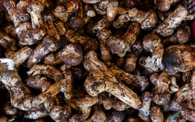 A pile of wild mushrooms