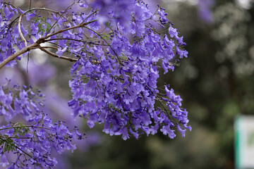 Close-up view of purple jacaranda flower.