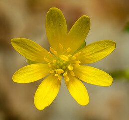 yellow flower of lesser celandine (Ficaria verna) aka pilewort (formerly Ranunculus ficaria)