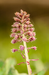 pink inflorescence of butterbur (Petasites hybridus)