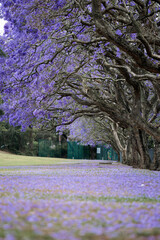 Beautiful park full of blooming jacaranda trees.
