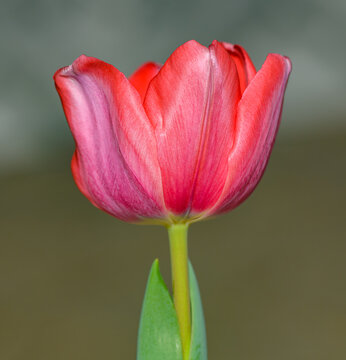 single red tulip flower isolated