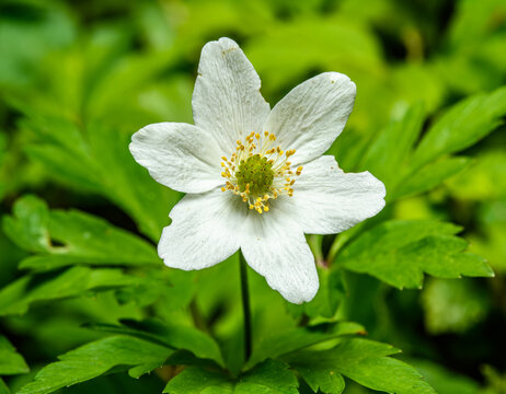 white flower of wood anemone (Anemone nemorosa) also known as windflower, thimbleweed, smell fox