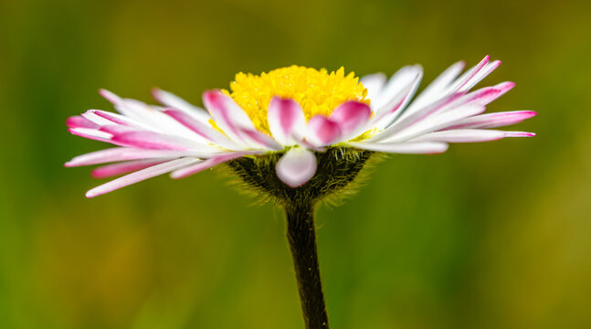 flower detail of white pink common daisy, known as lawn, English, or bruisewort (Bellis perennis)