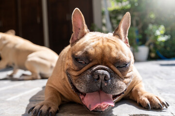 Panting dog lying sunbathing outdoor.