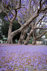 Tree branches and purple jacaranda flower.