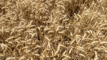 golden ripe ears of wheat field for natural background in sunny day