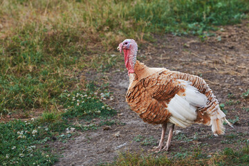 Brown and white turkey bird on the farm