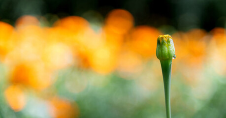 Marigold flower bud on the garden