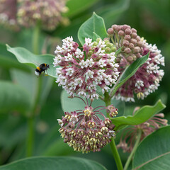 Bumblebee flying near flowers of asclepias syriaca or silkweed