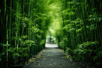 Tropical bamboo forest , Bamboo forest landscape