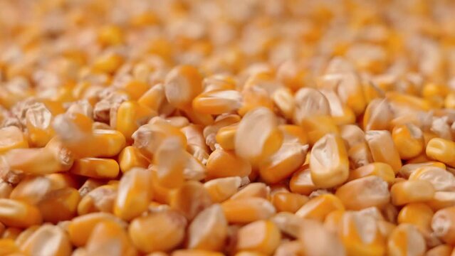 harvest organic grain yellow corn seed or maize background.