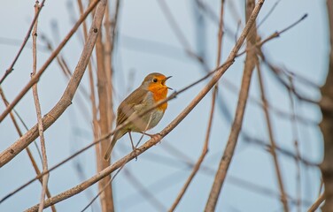 
The European Robin (Erithacus rubecula) winters in the southern regions of Asia and Europe. It returns north again in summer. It is common in Turkey.