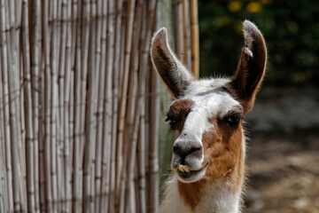 Obraz premium Le lama