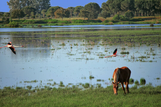 Marisma del  Parque Nacional de Do&ntilde;ana, Espa&ntilde;a