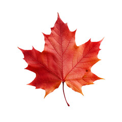 Maple leaf transparent
