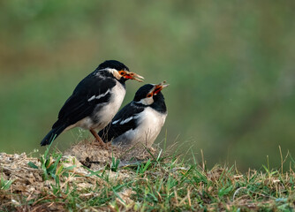 asian pied starling 