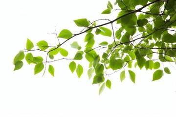 Fototapeta na wymiar Natural green leaves branch with white background, Generative AI