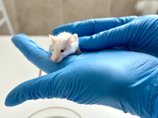 Small experimental mouse is on the laboratory researcher's hand. Concept - laboratory animals,...