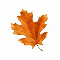 autumn orange falling dry leaf isolated on white background png, Generative AI