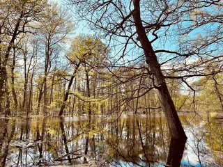 Foto auf Leinwand Spring river flood. Mirror reflection of trees in water. © nadyarakoca