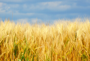Golden wheat field. A field of wheat under bright blue sky. 