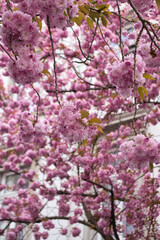 Tree full of beautiful pink cherry blossoms on a spring day in Bonn, Germany.