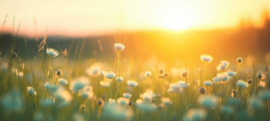 A Serene Field of Golden Grass With the Radiant Sun Gently Setting