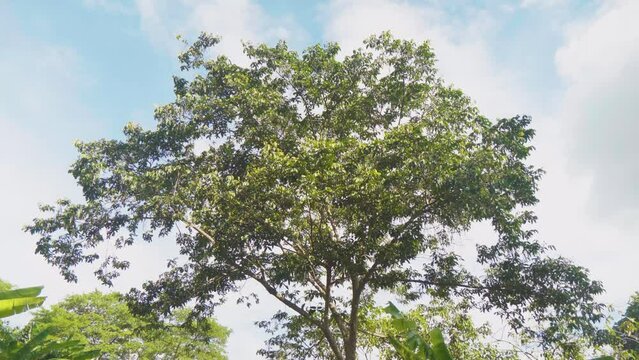 Arbol espeso