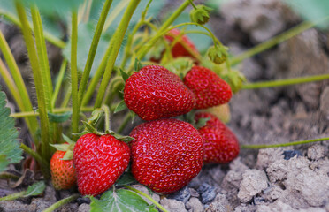 ripe strawberries
