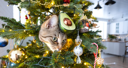 Funny cat is sitting on the Christmas tree. Hooliganism of a pet, sabotage, damage to the decor. Christmas, New Year.